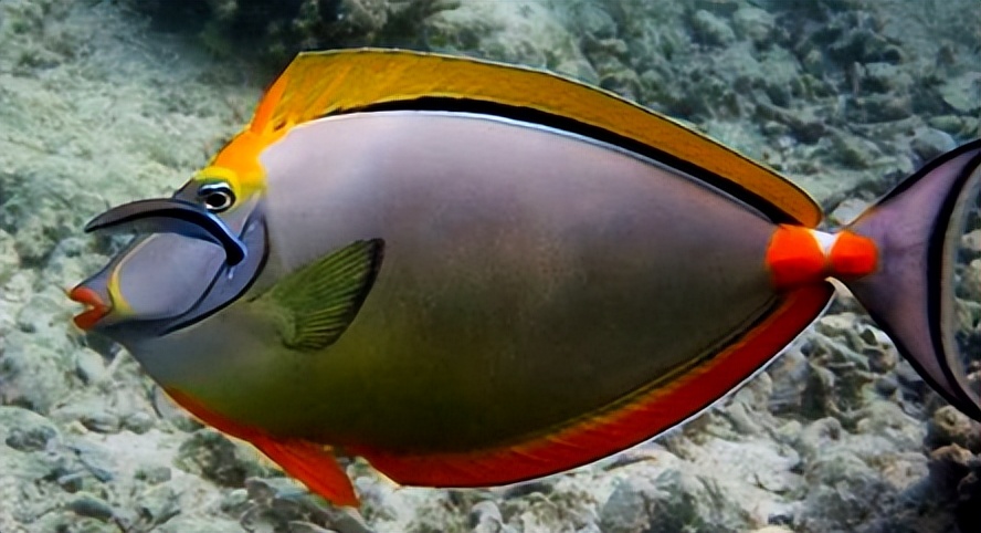 海缸入门,海缸入门背滤