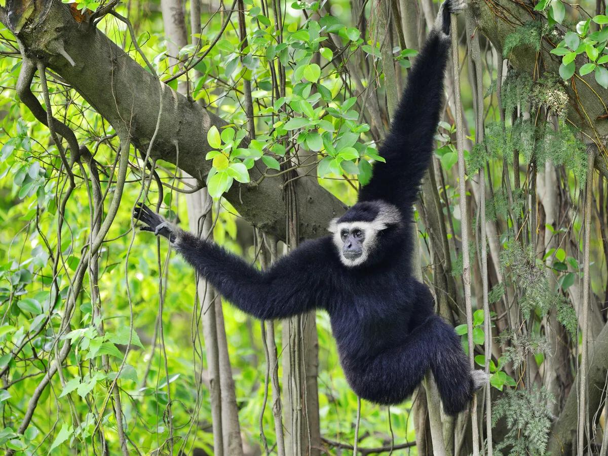 广州长隆野生动物园全部动物,广州长隆野生动物园所有动物介绍