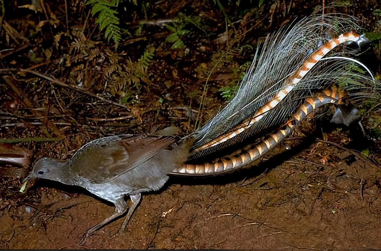 世界上最大的华丽琴鸟,天堂的使者