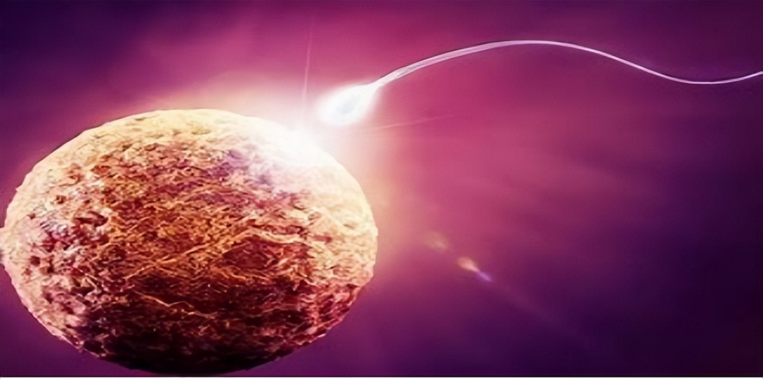 生男生女取决于精子？科学家发现卵子也有选择权，但结果却很意外