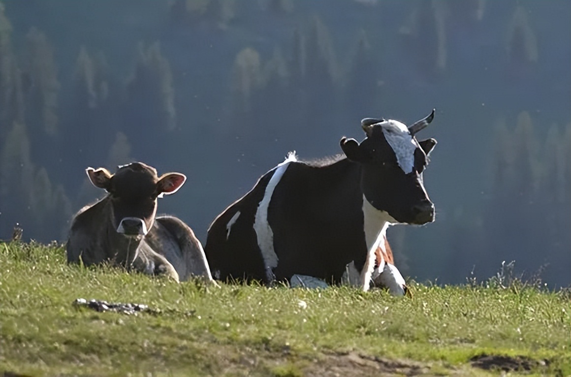 一年销量100亿旺仔牛奶,一年卖10000箱牛奶