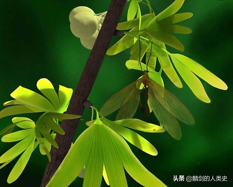 植物界的活化石银杏,植物界活化石银杏