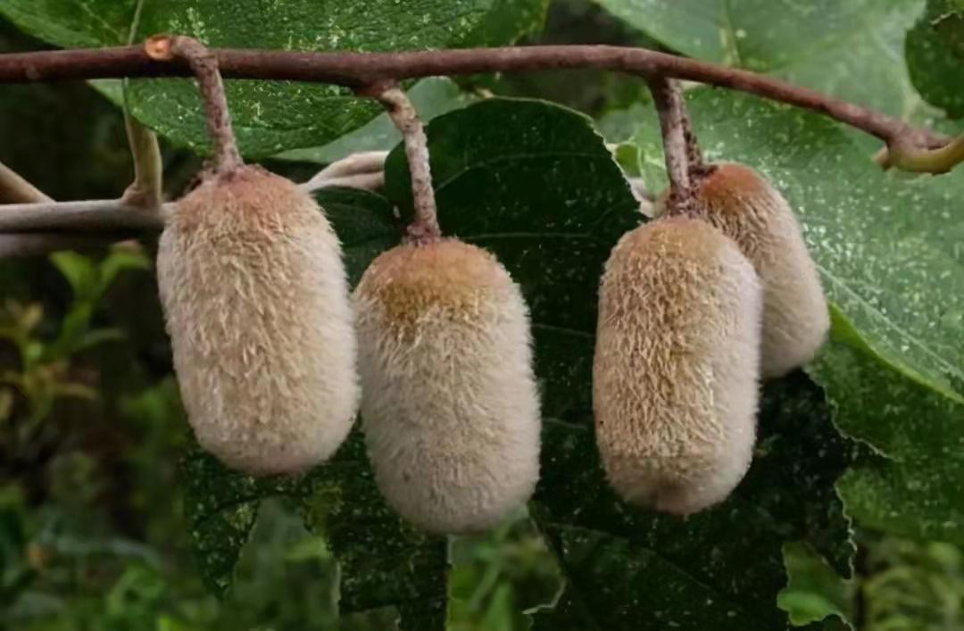农村常见野生植物你都认识吗,农村常见植物野果