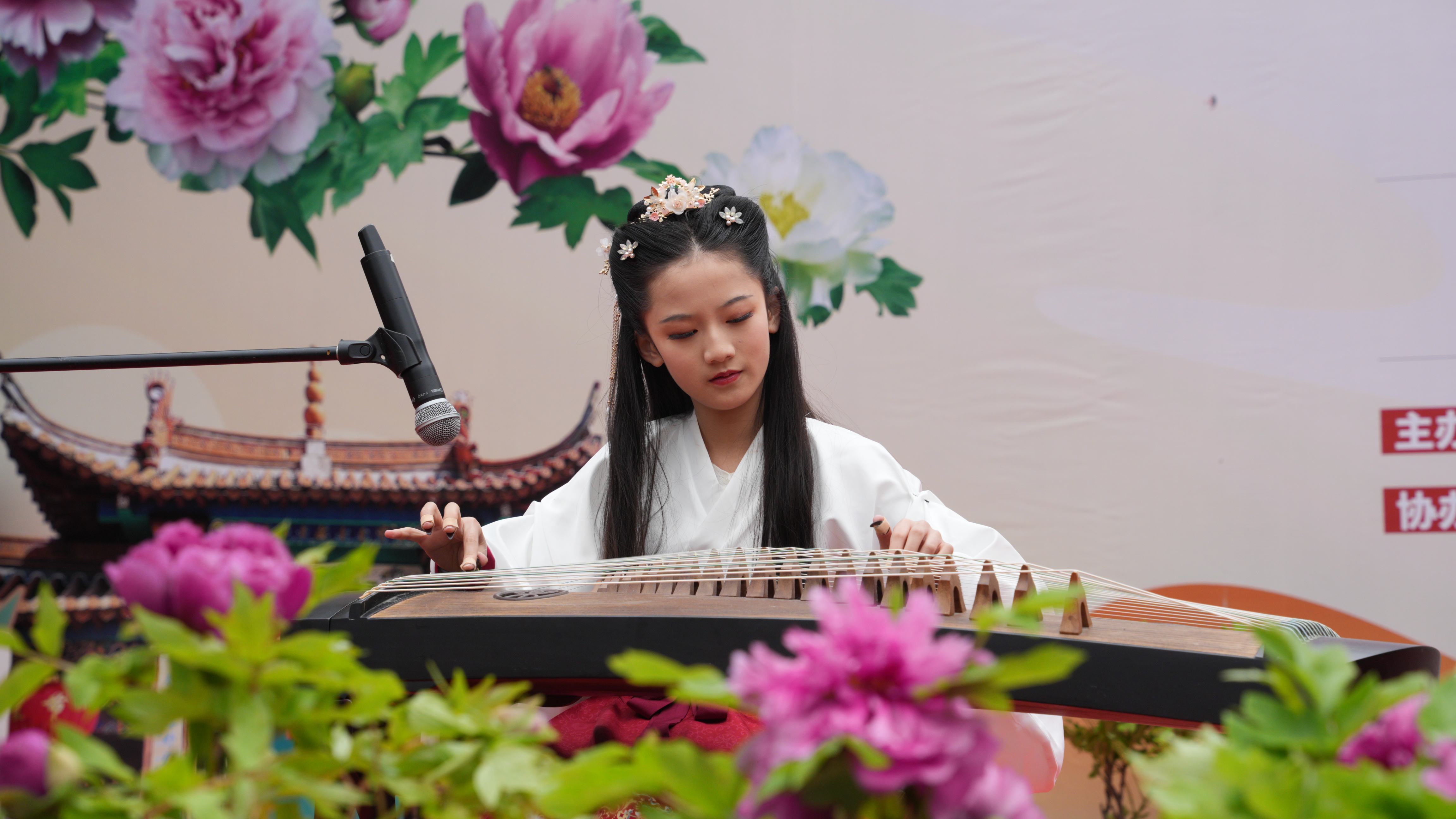 我的春城年|昙华寺花潮会牡丹花怒放