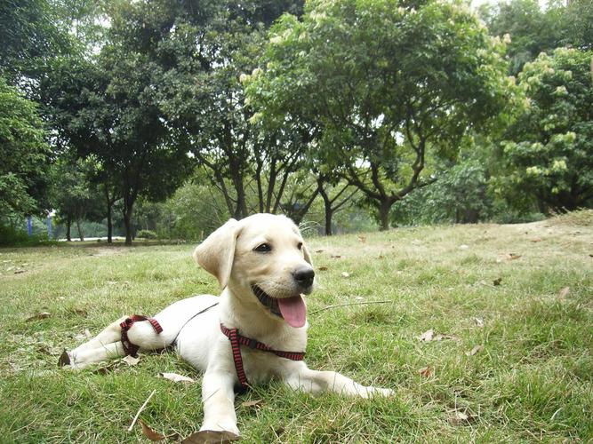 拉布拉多的优点和缺点是什么,拉布拉多和金毛的优点和缺点