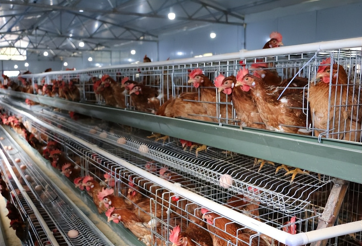 大叔靠回收牛粪一年净赚上千万,广西大叔一年赚多少钱