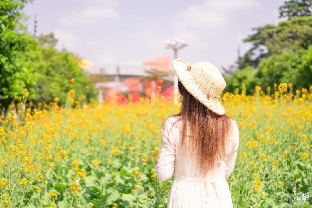 深圳地铁可以直接去的免费景点,深圳免费地铁直达景点12号线