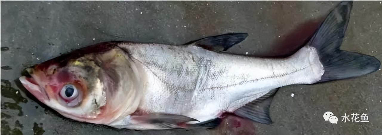 细菌性败血症鱼怎么治,淡水鱼败血症治疗