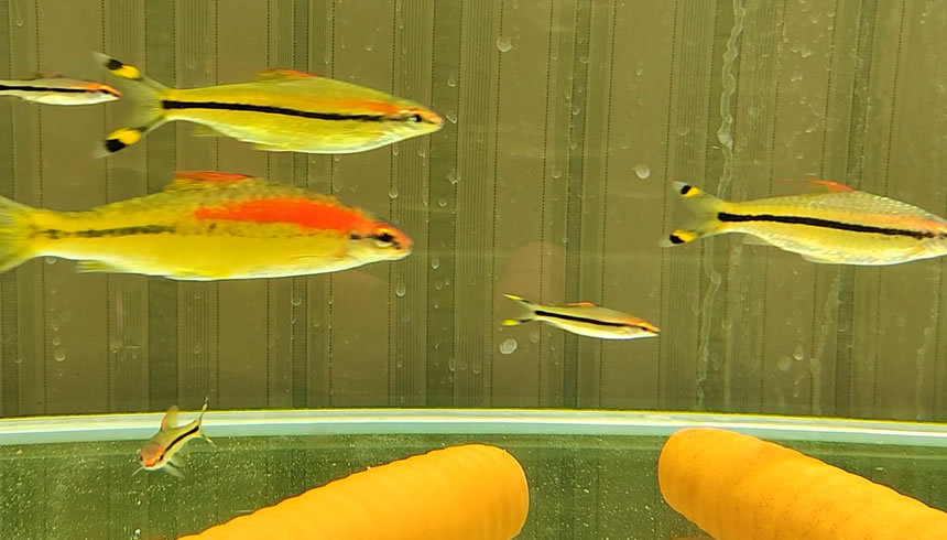 买鱼时千万注意这几种鱼不要买,为什么鱼店买回来的鱼养不活