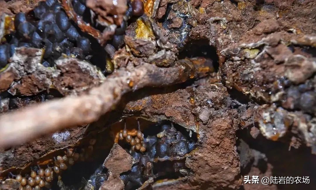 盘点市面五种常见蜂巢