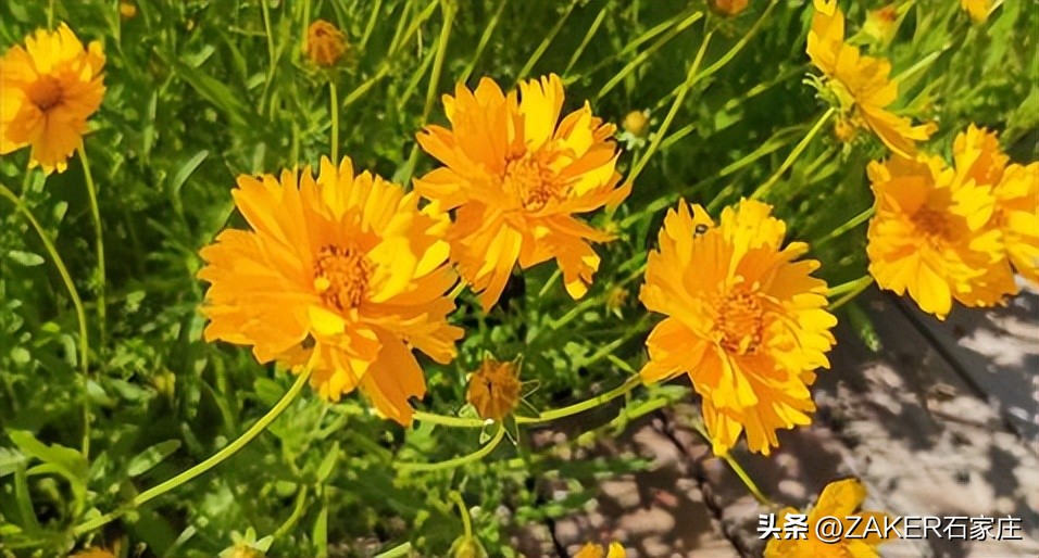 石家庄早新闻,早新闻完整内容