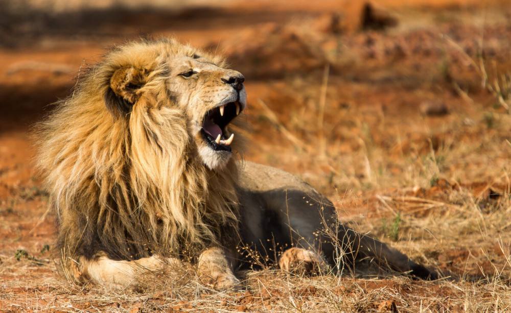 东北虎遇到非洲狮，谁才是陆地王者王者之间的对决