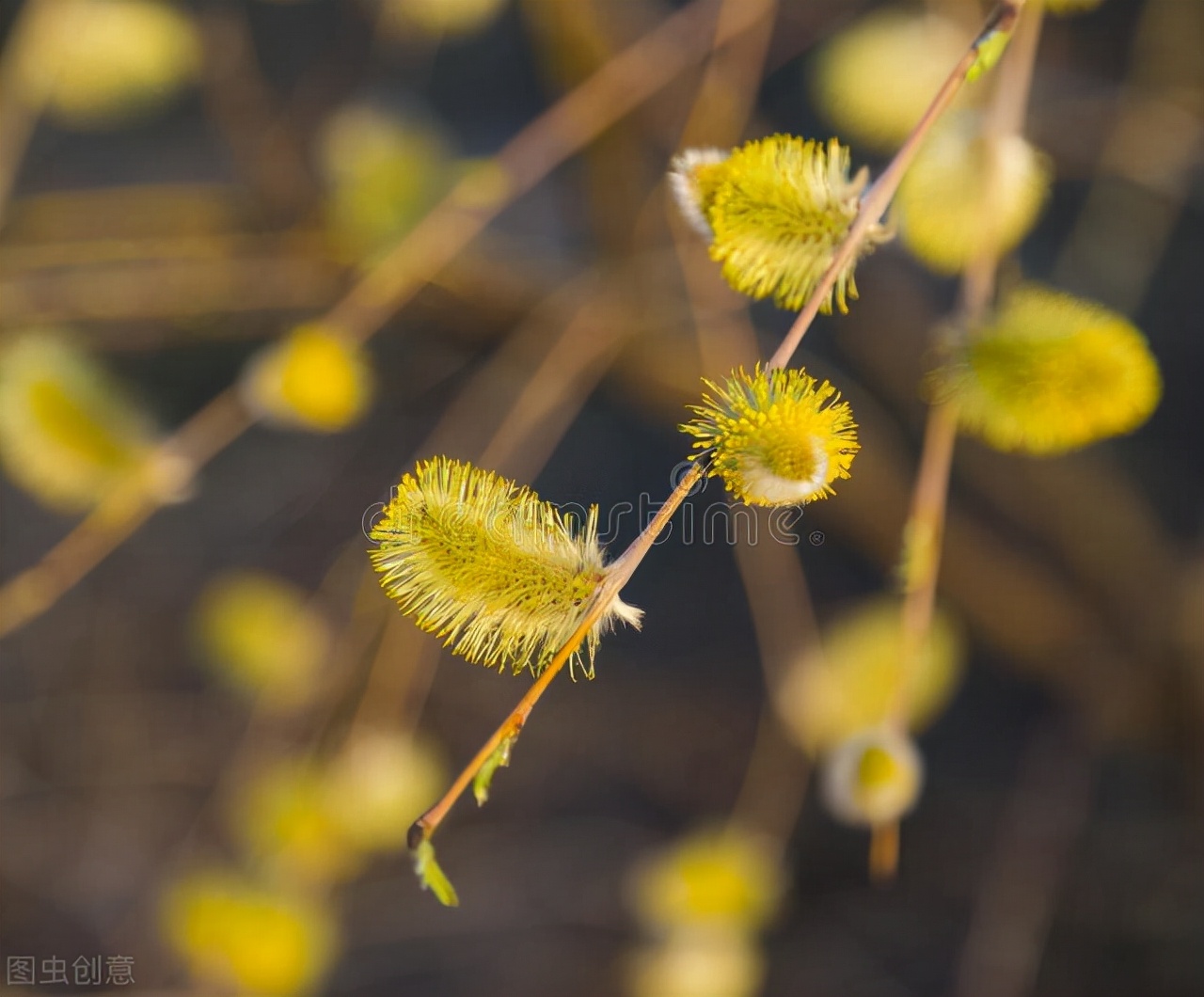 赞美柳树诗句古诗大全,春风杨柳唯美古诗