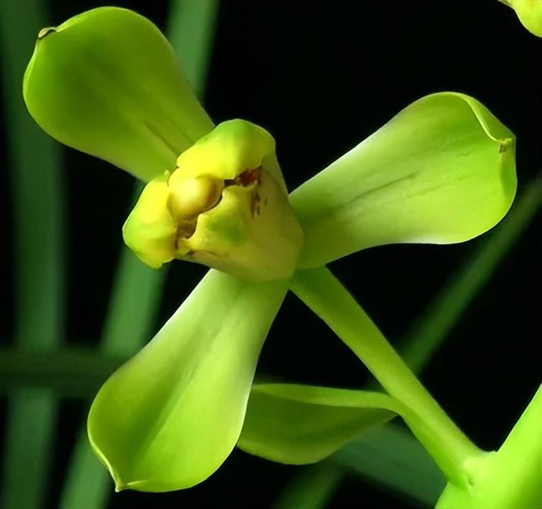 新手盆栽兰花最好选择哪些品种,适合家养的兰花品种有哪些盆栽