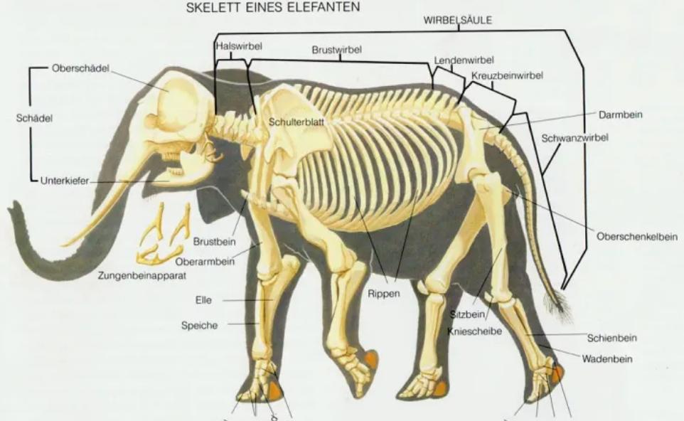 大象与犀牛是不同的物种，非洲公象，为何还要*暴强**犀牛呢？