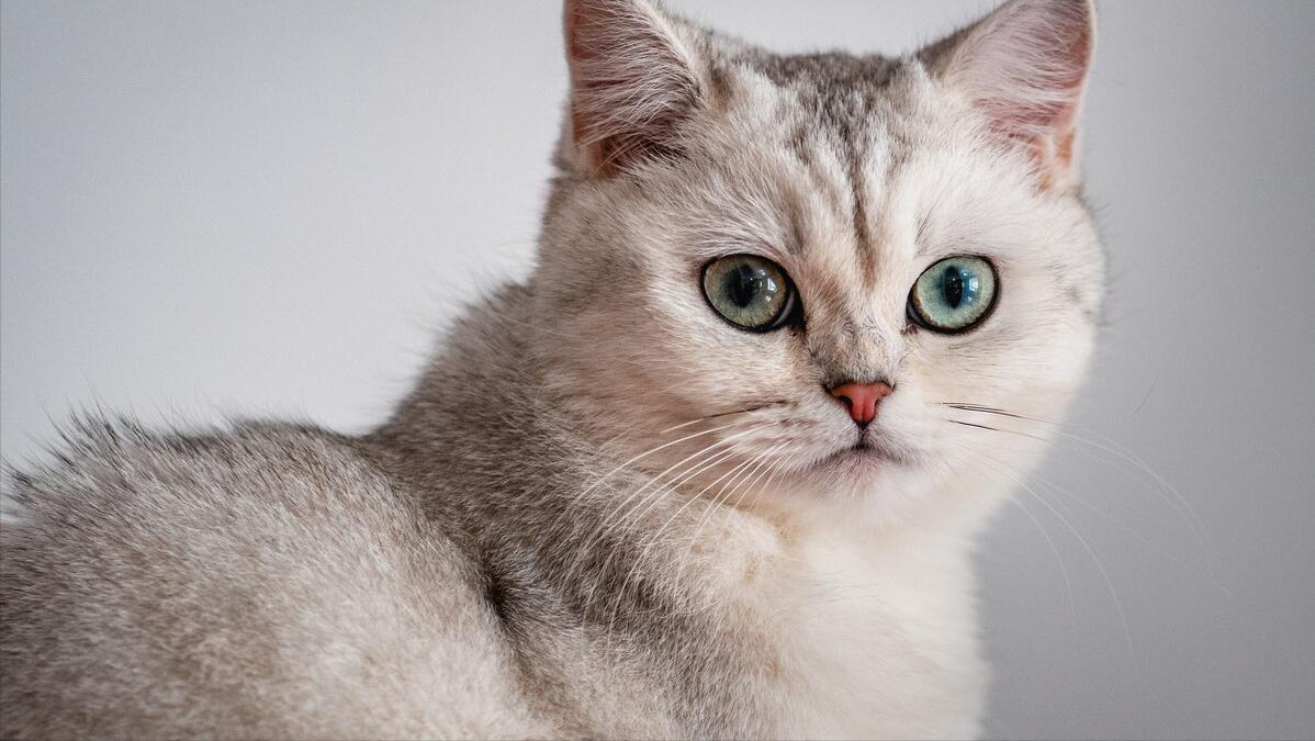 这4种猫一定要带回家,这5种猫便宜又好养