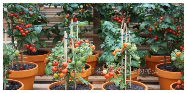 家庭主妇变“种菜达人”一天卖出400盆，把蔬菜当花养，前景诱人