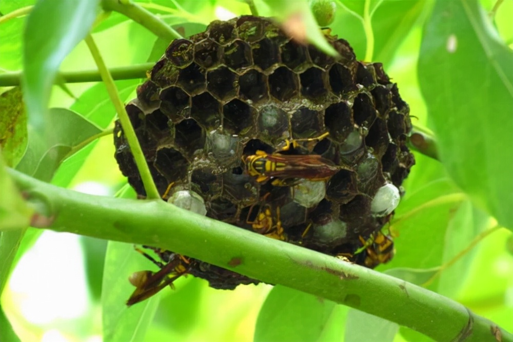 童年中哪些游戏最好玩儿,童年时代想怎么玩就怎么玩