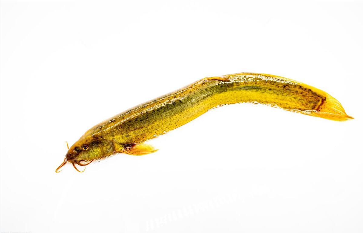 泥鳅养殖病害防治方案,养殖泥鳅易出现的病害