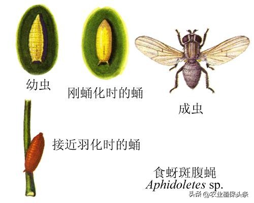 昆虫的习性与行为与害虫防治,害虫防治与昆虫分类