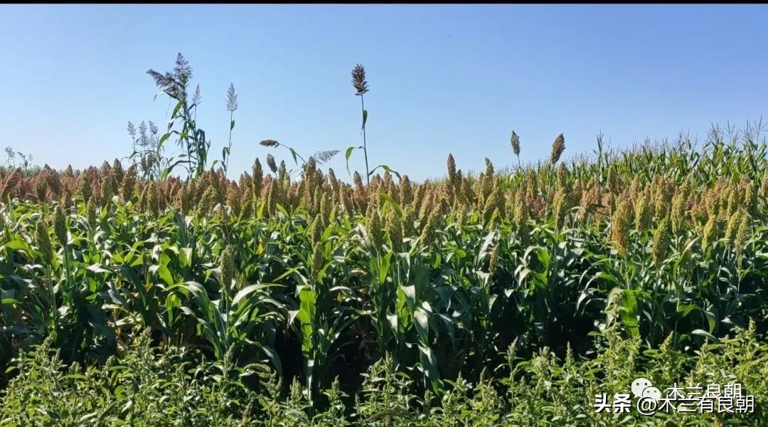 疫情虽然可怕但是我们永不畏惧,疫情依然不容小视