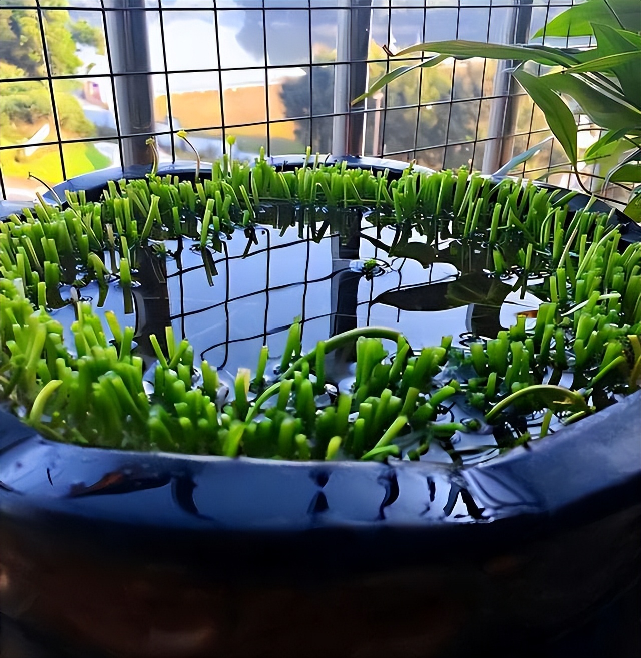 家里可养九死还魂草,家里可以种还魂草