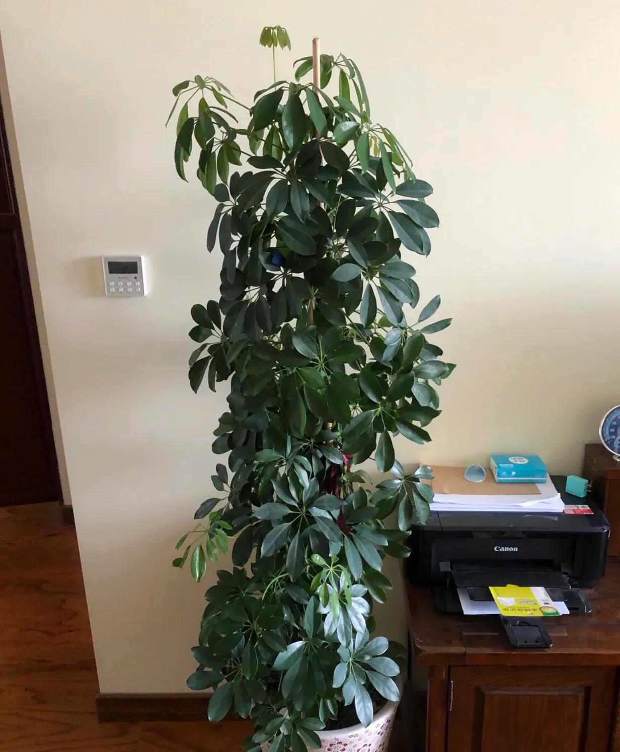 3种花是甲醛克星,室内吸甲醛最好的10种花