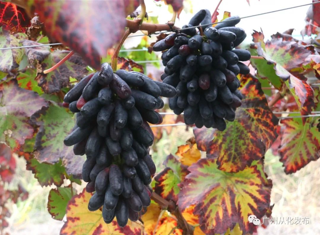 两人从化两天一夜游玩攻略,去从化玩的攻略