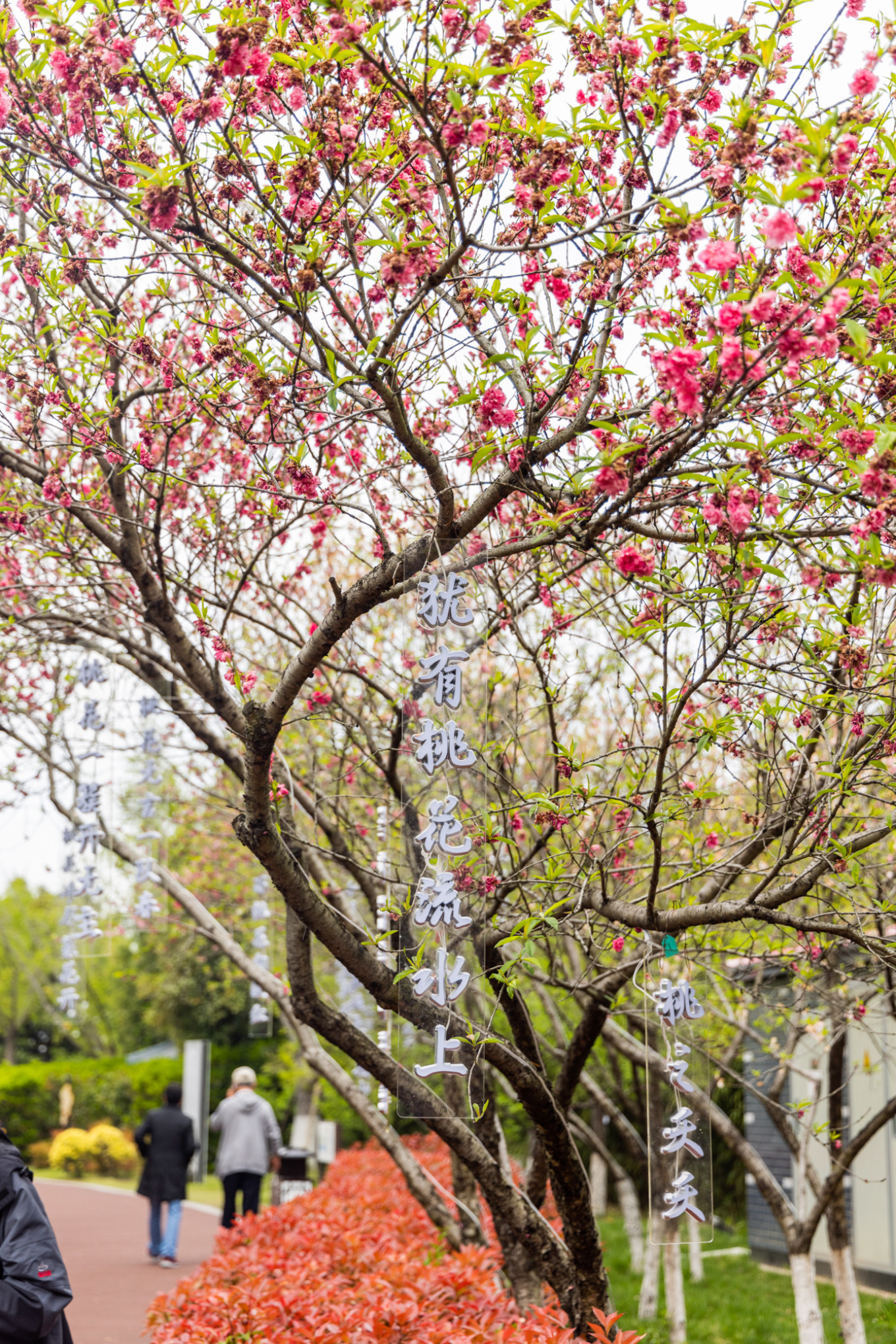 春日下江南杭州,春日下江南古镇
