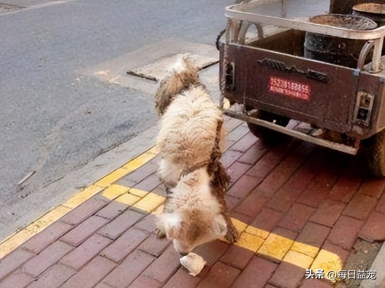 萨摩耶被这样对待，路人都看不下去了，这么好的狗可惜了