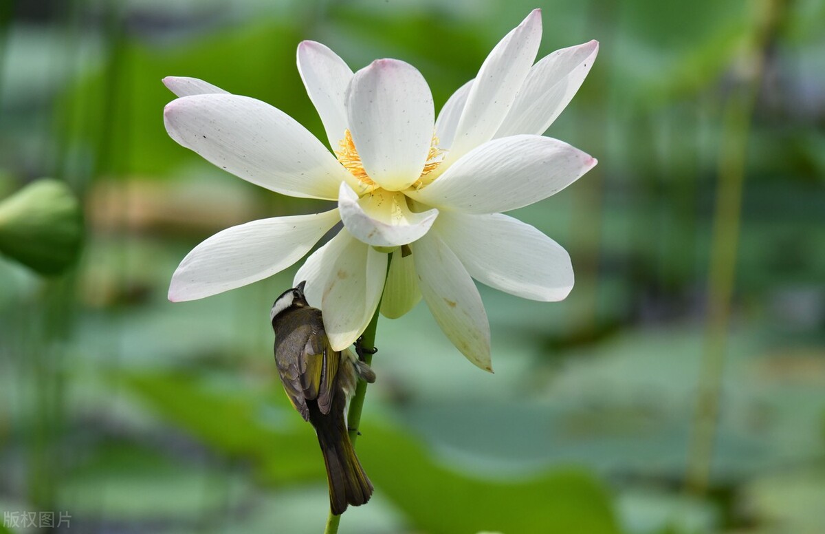 荷花是中国名花之一深受人们喜爱,传统名花荷花