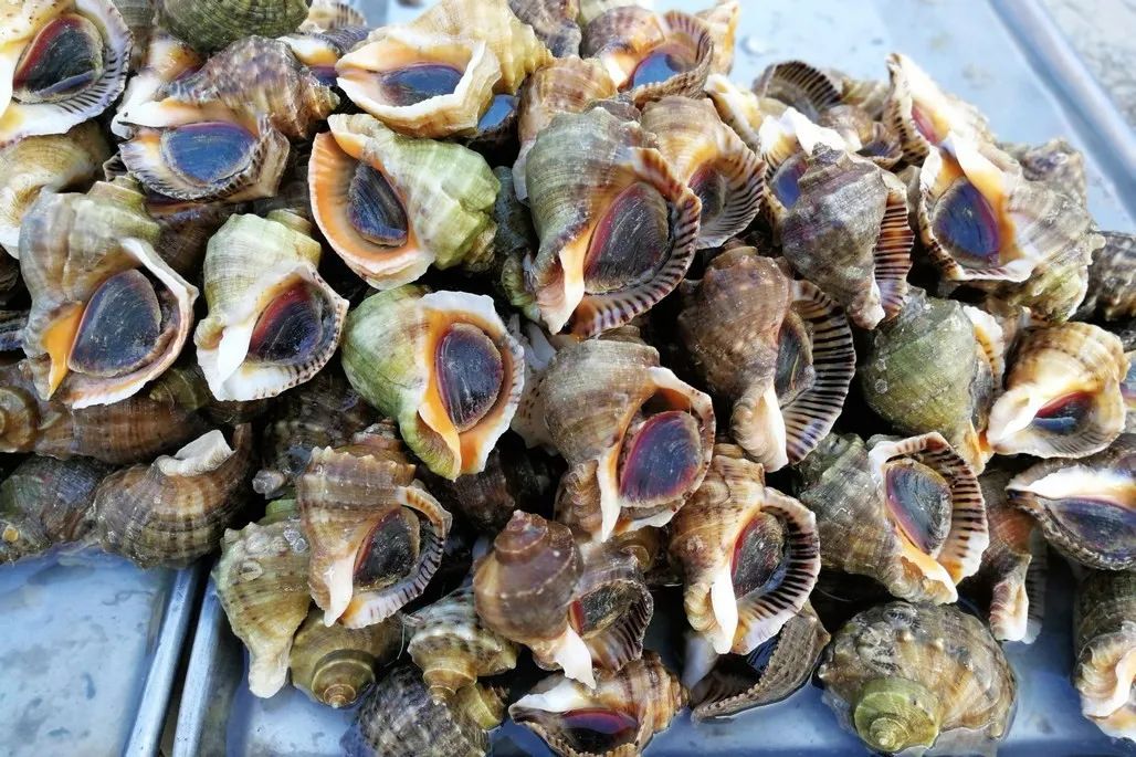 冷冻螃蟹为什么不能买,外面卖的冷冻螃蟹能吃吗