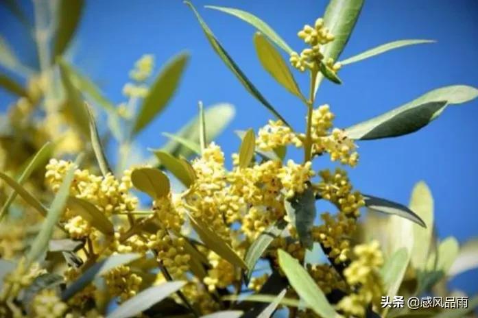 九十九朵美丽的国花送给你