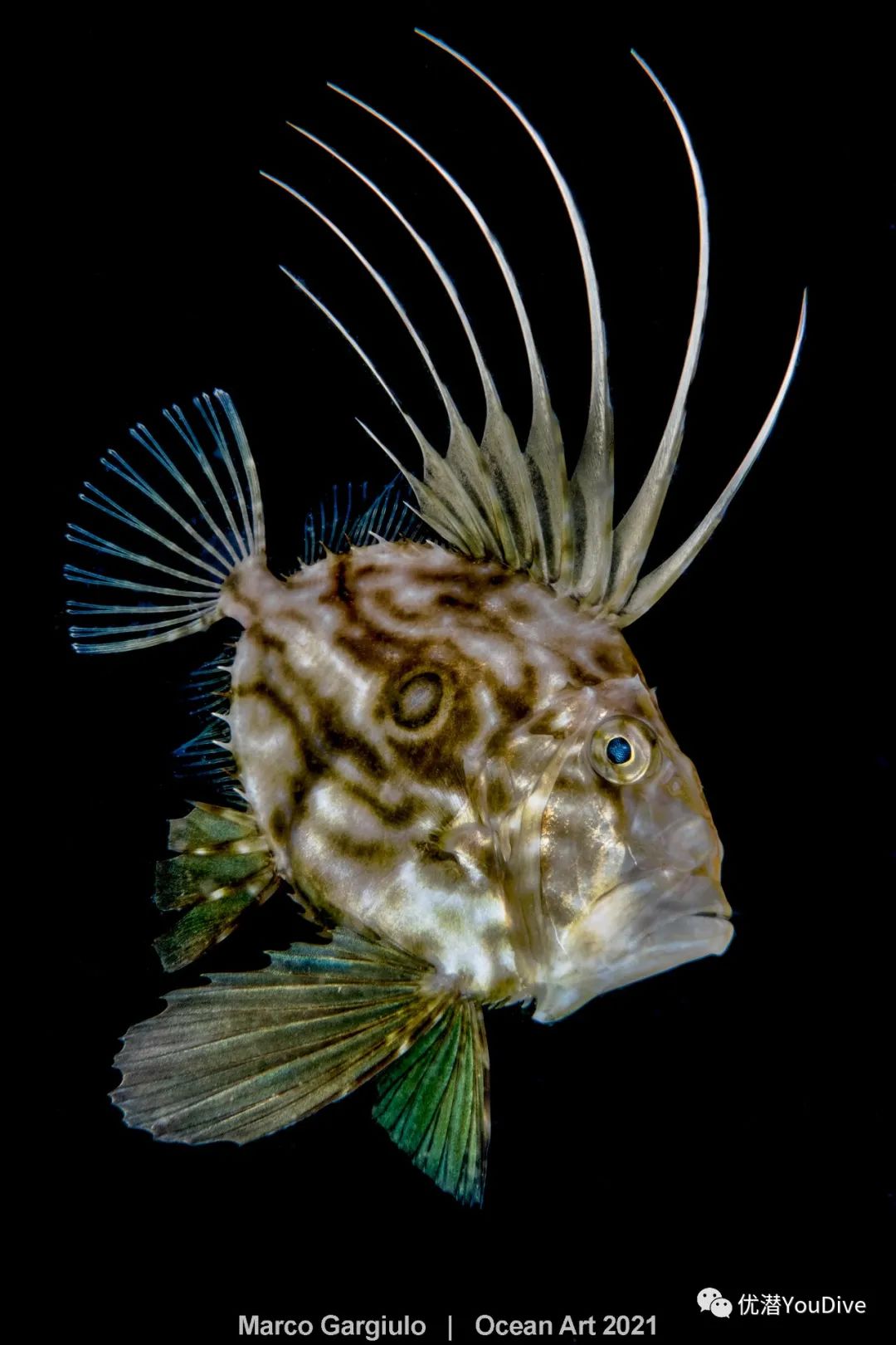 大海水下摄影作品欣赏,oceanart