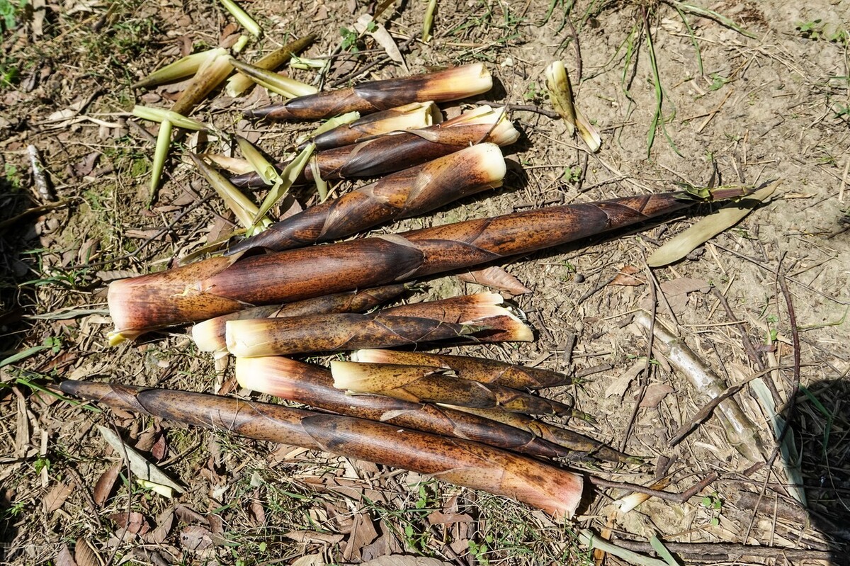 挑选竹笋的最佳方法,竹笋怎么挑选新鲜笋