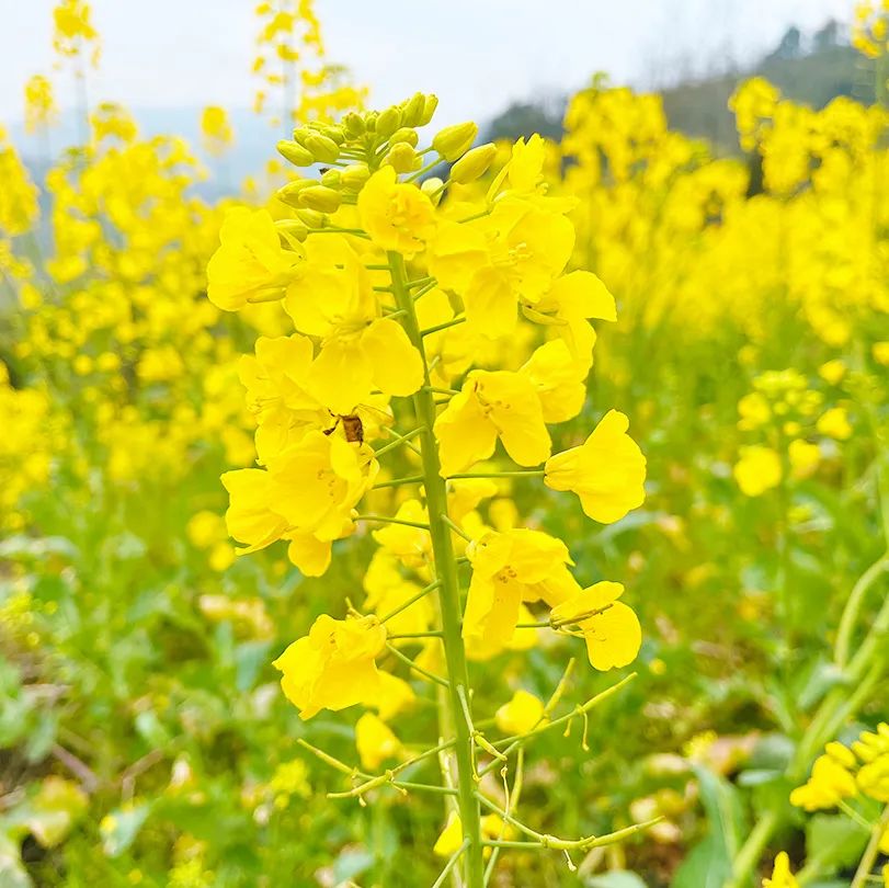 倾听儿童相伴成长主题墙幼儿园,倾听儿童相伴成长幼儿园小班视频