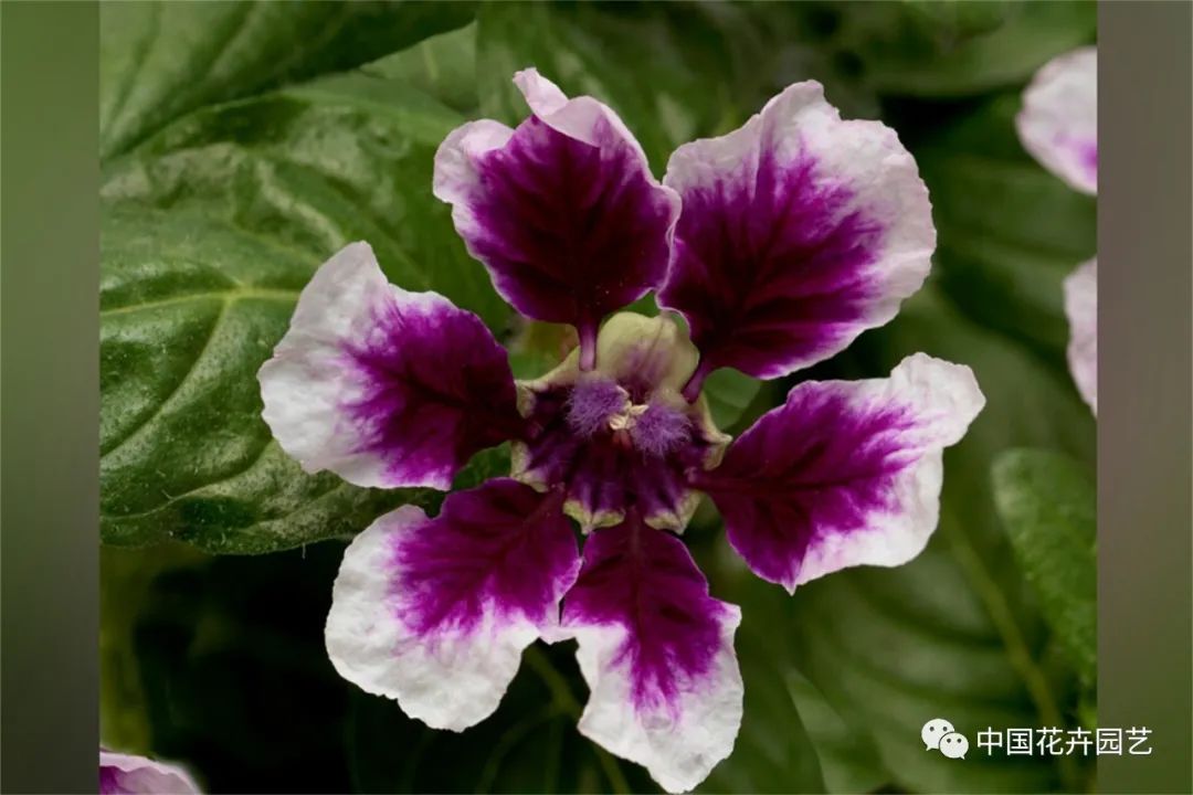 鑺卞崏鍝佺灞曠ず,鏂颁紭鑺卞崏鍝佺灞曠ず