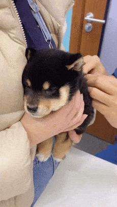 狗舍买到病狗不退,家里养的狗卖了有什么讲究