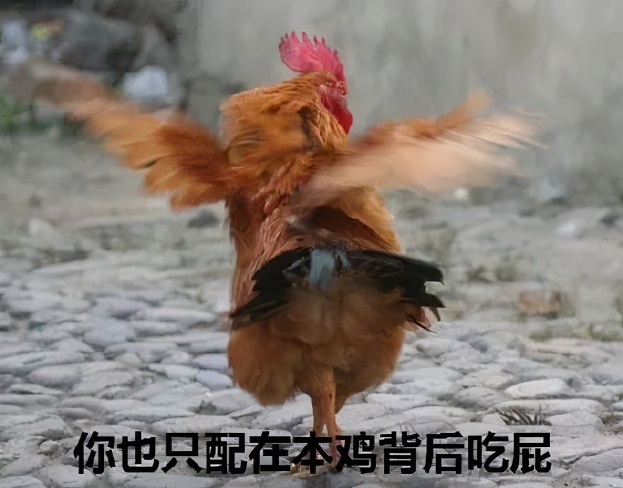 法国为什么把公鸡当作象征呢,法国与公鸡有什么关系