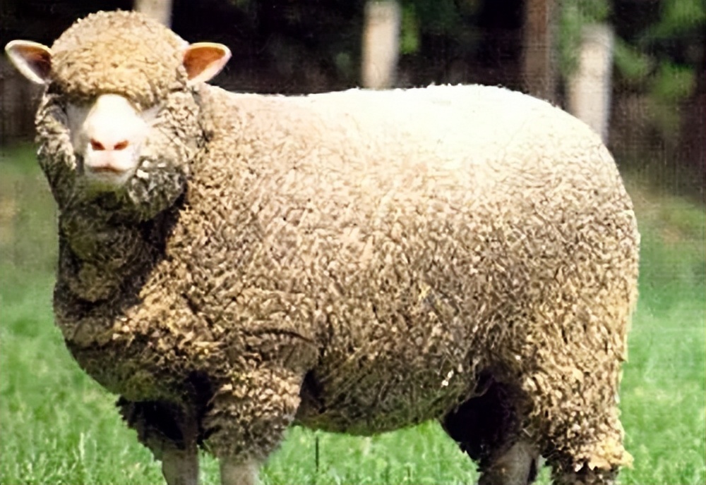 索科罗岛美利奴羊羔的形态描述和体重预测