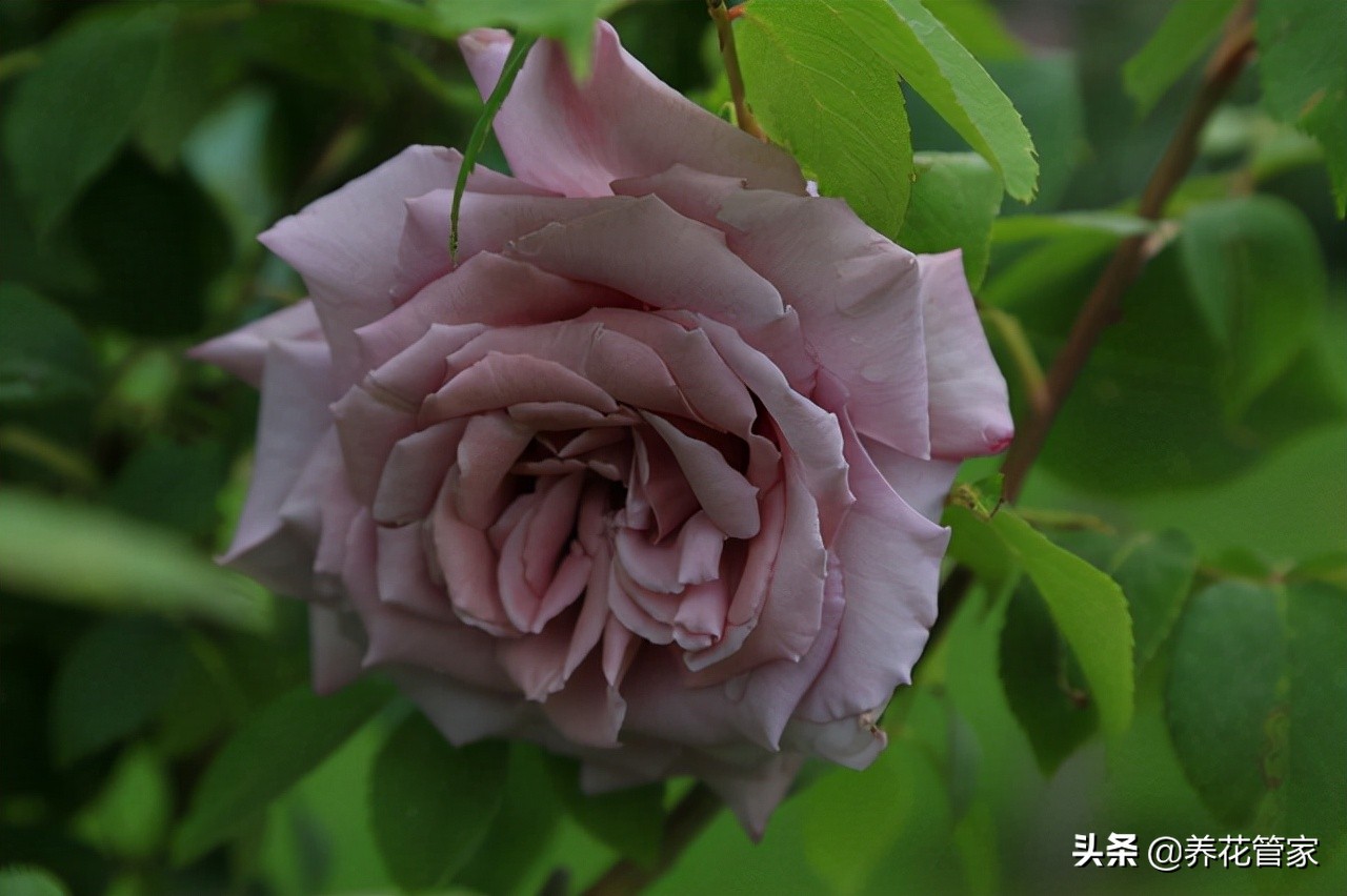 哪种紫色的月季最好看,蓝紫色的月季有哪些