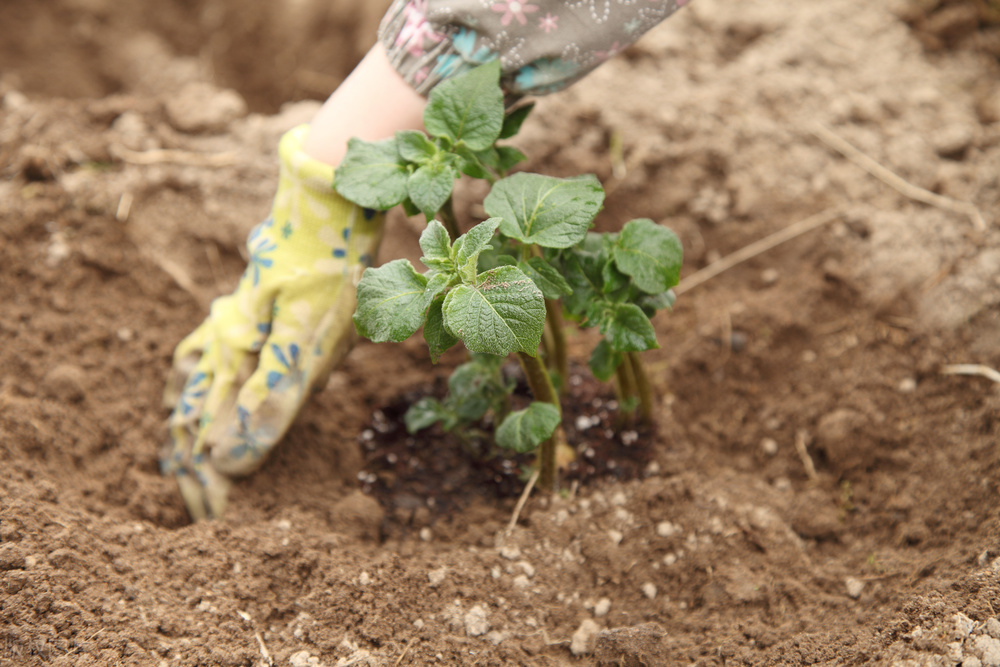 土豆怎么种植才能高产呢教程,土豆种植技术和培土方法