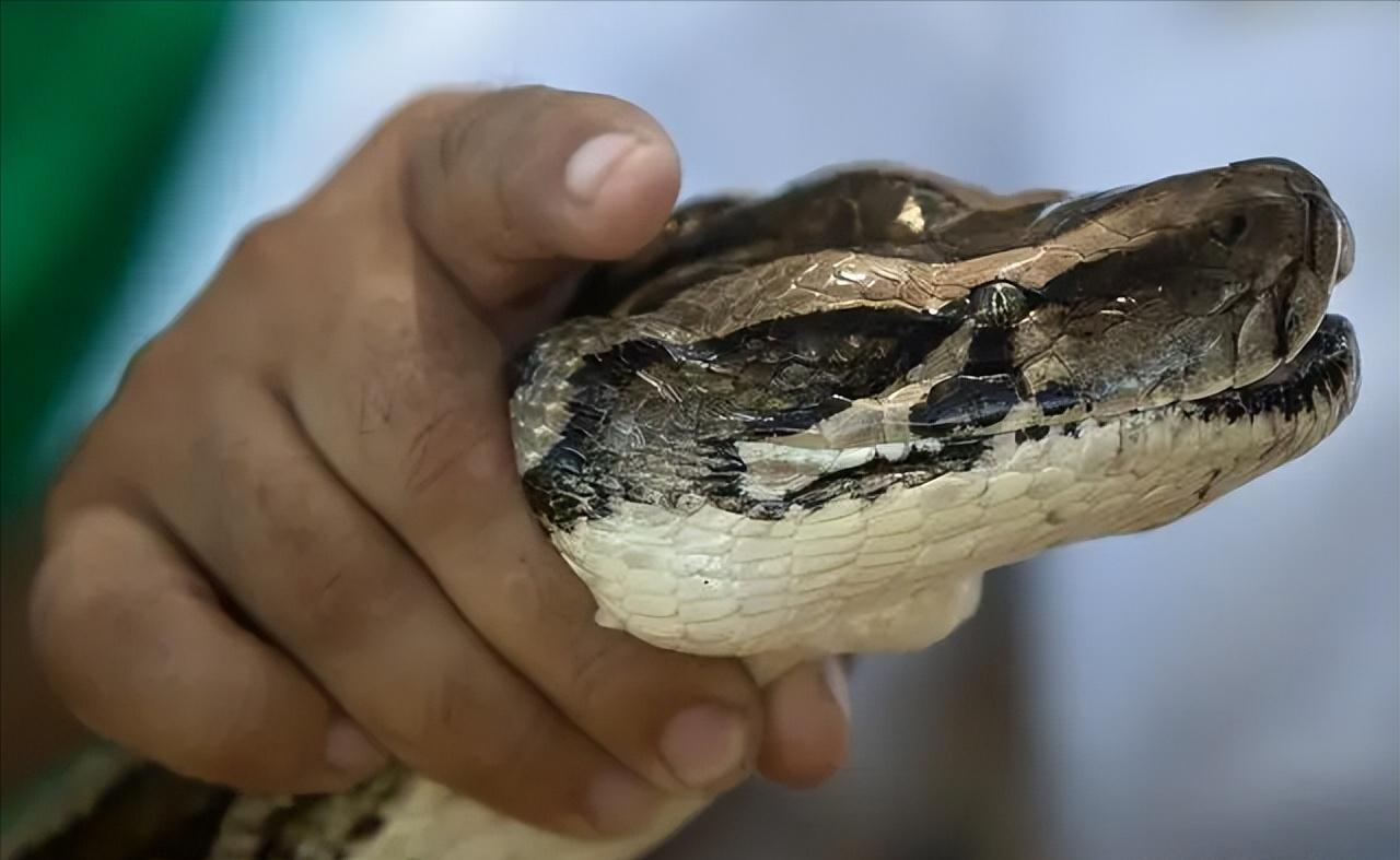 为什么打蛇要打七寸,打蛇七寸的七寸是指哪里