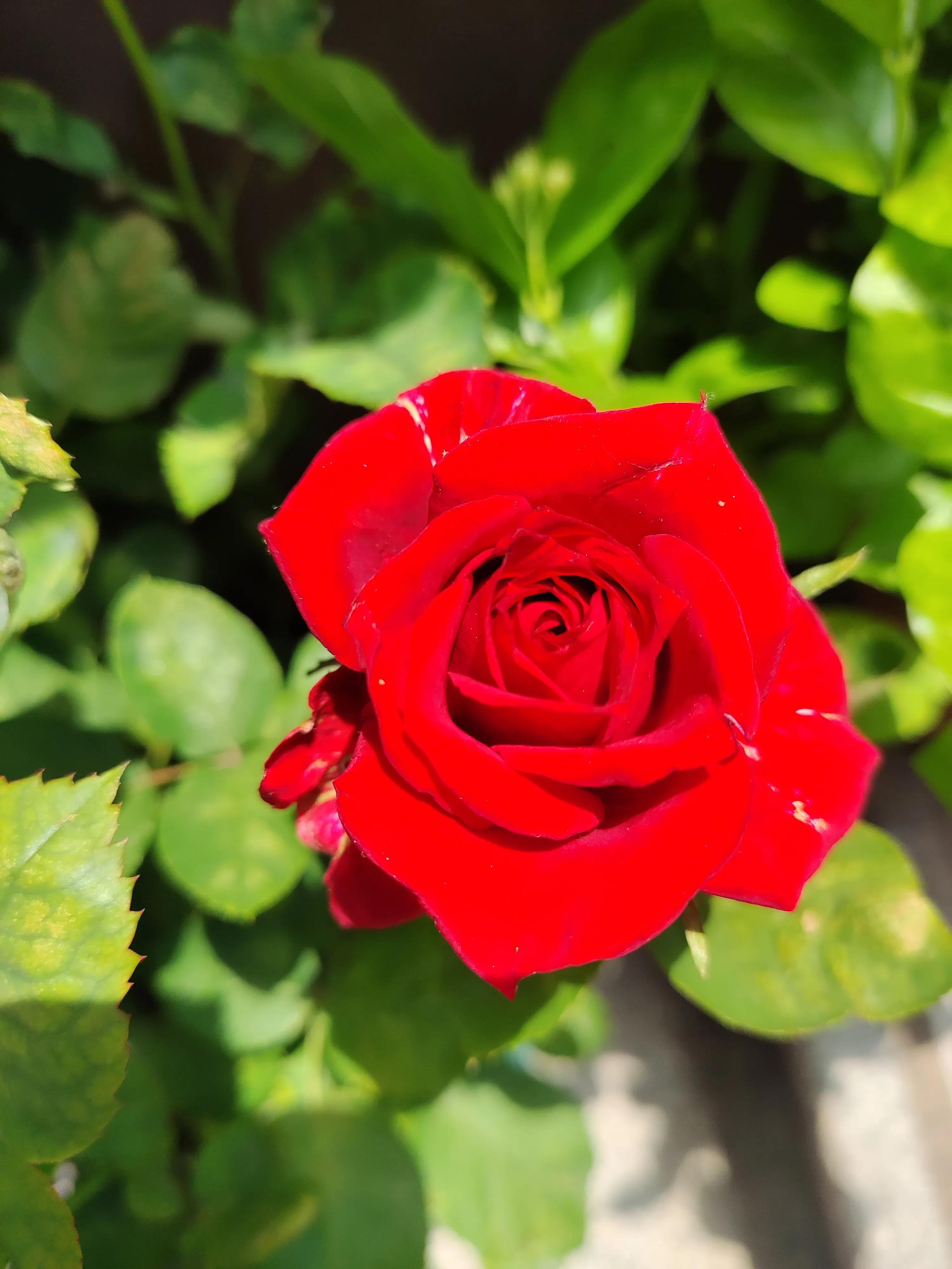 人活着就是要一种好心态才会开心,其实人活的正确方式开心就好