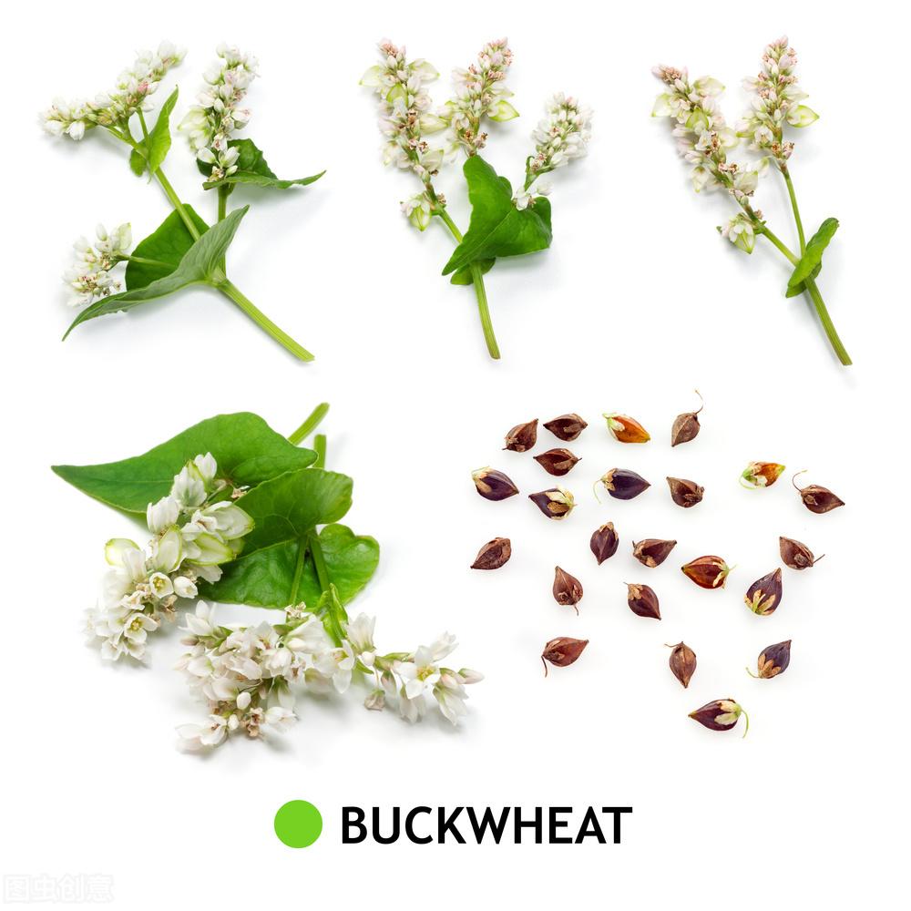 内蒙古库伦旗的荞麦哪里有卖,内蒙古通辽市库伦旗荞麦面