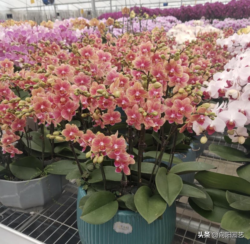 蝴蝶兰现在在市场上卖多少钱一盆,蝴蝶兰多少钱一盆哪里有卖