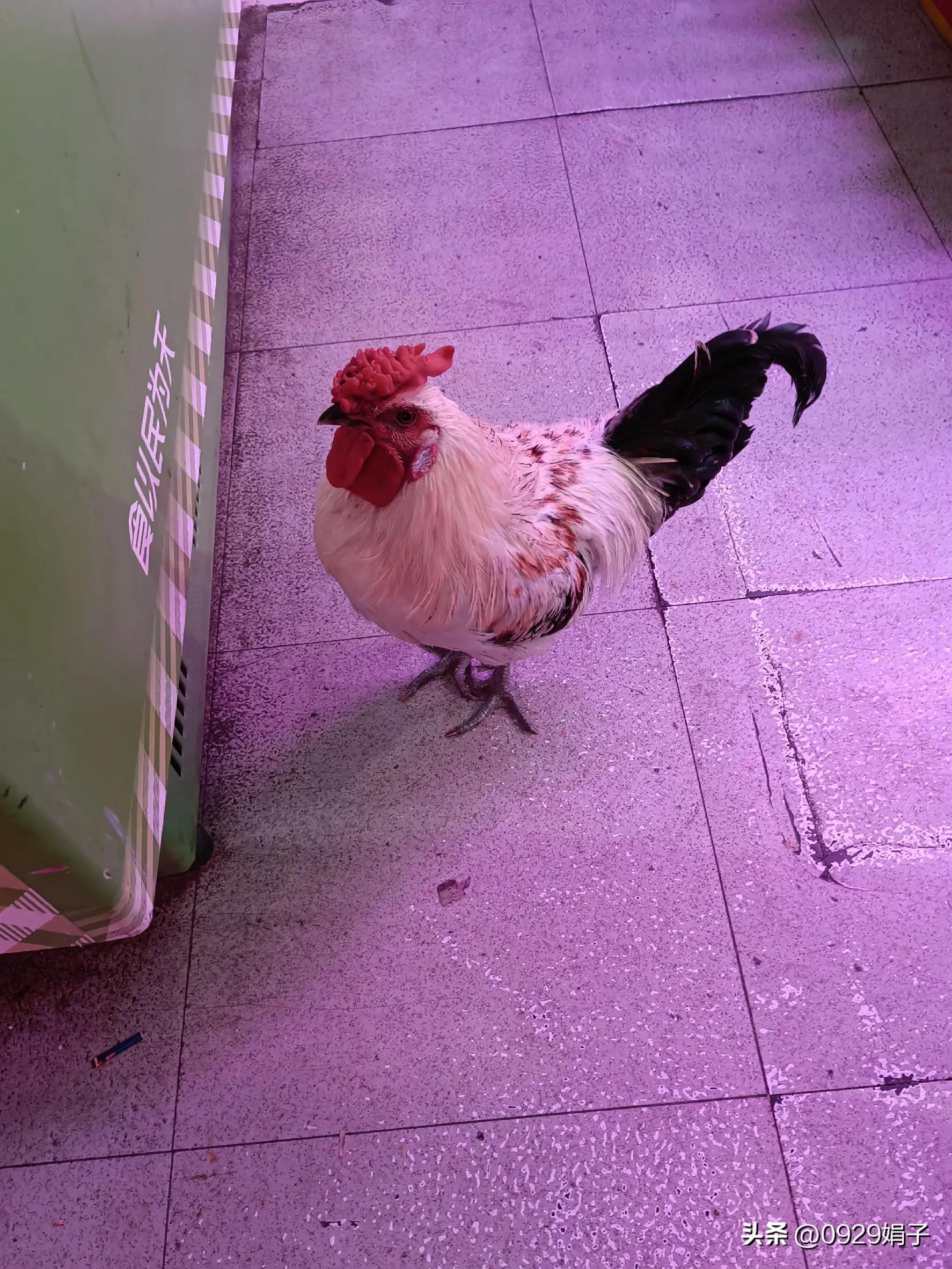 超市鸡卖什么价格,山姆超市的鸡