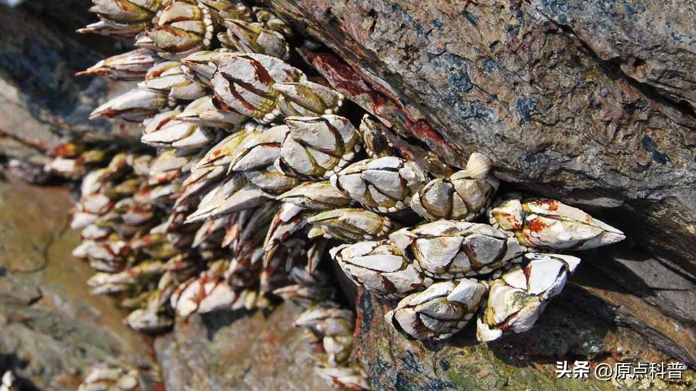 世界十大顶级海鲜排名,世界上十大最贵的十种海鲜