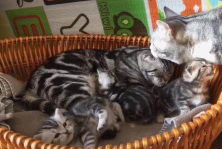 美短猫有哪些品种和优缺点,美短猫最好看能好看到什么程度