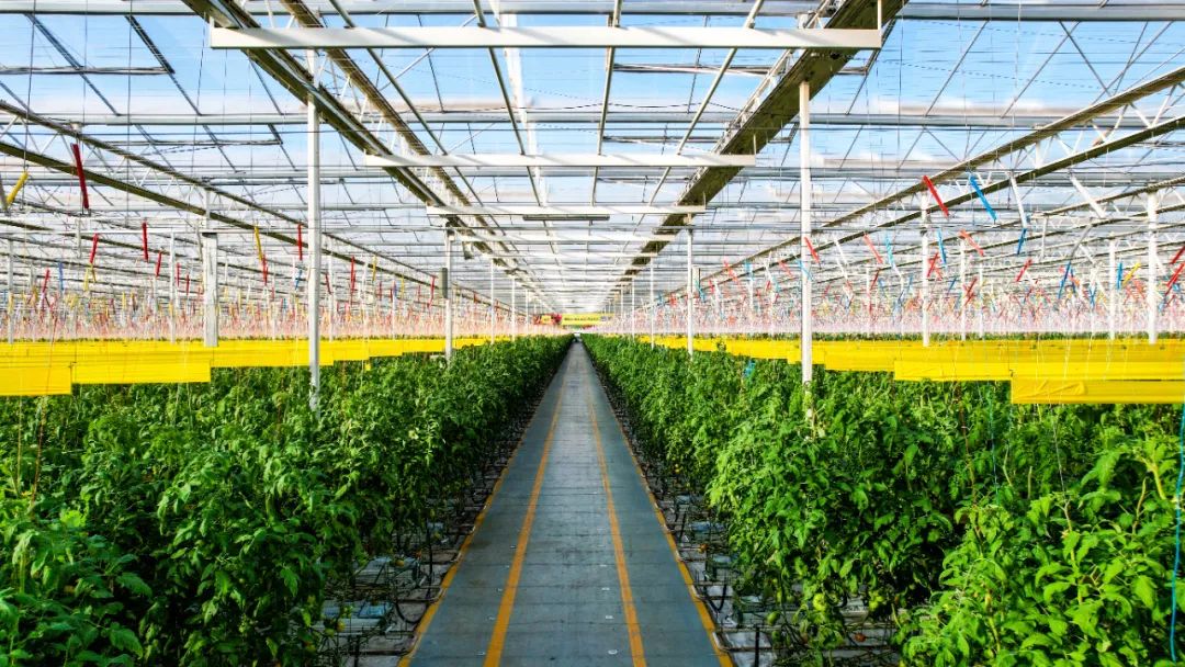 喜报集团,凯盛浩丰最新新闻